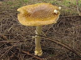 Attēlu rezultāti vaicājumam “Amanita regalis”