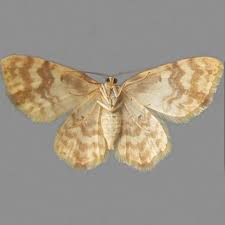 Attēlu rezultāti vaicājumam “Hydrelia flammeolaria”