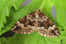 Attēlu rezultāti vaicājumam “Lampropteryx suffumata”