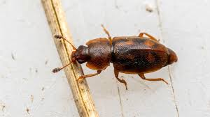 Attēlu rezultāti vaicājumam “Epuraea sp.”