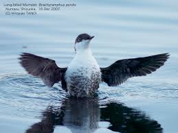 Image result for Brachyramphus perdix