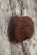 Attēlu rezultāti vaicājumam “Stemonitis flavogenita”