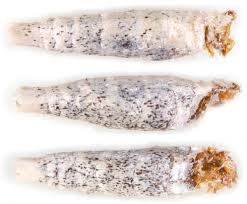 Attēlu rezultāti vaicājumam “Idaea sylvestraria”