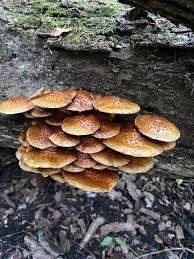 Attēlu rezultāti vaicājumam “Pholiota squarrosoides”