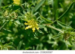 Attēlu rezultāti vaicājumam “Anthyllis maritima”