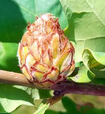 Attēlu rezultāti vaicājumam “Andricus foecundatrix”