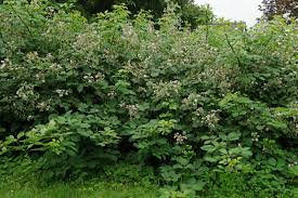 Image result for Rubus sectio