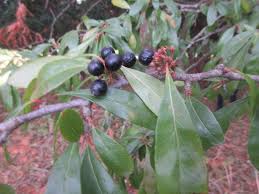 Attēlu rezultāti vaicājumam “Lycogala botrydium sessile”