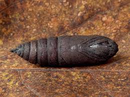 Attēlu rezultāti vaicājumam “Mimas tiliae”