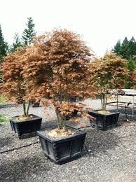Image result for Acer palmatum `Orange Dream`