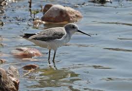 Attēlu rezultāti vaicājumam “Tringa stagnatilis adult”