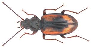Attēlu rezultāti vaicājumam “Bembidion sp.”