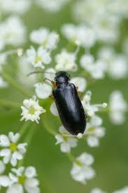 Attēlu rezultāti vaicājumam “Orsodacne cerasi”