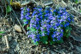 Attēlu rezultāti vaicājumam “Galega orientalis bud”