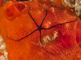 Attēlu rezultāti vaicājumam “Ophiotheca sp.”