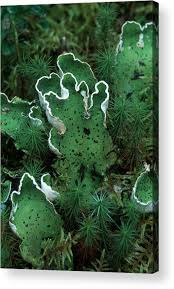 Attēlu rezultāti vaicājumam “Peltigera aphthosa”