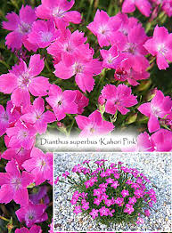 Image result for Dianthus superbus