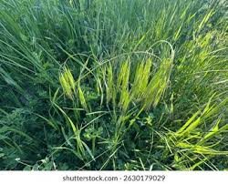 Attēlu rezultāti vaicājumam “Anisantha tectorum fruit”