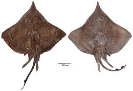 Image result for Dipturus intermedius