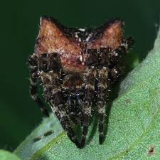 Attēlu rezultāti vaicājumam “Araneus angulatus”