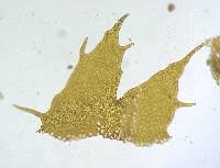 Attēlu rezultāti vaicājumam “Ptilidium ciliare”