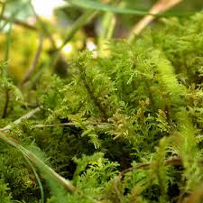 Attēlu rezultāti vaicājumam “Thuidium”