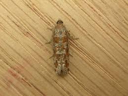 Attēlu rezultāti vaicājumam “Rhyacionia pinicolana”