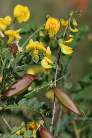 Image result for Colutea x media (arborescens x orientalis)