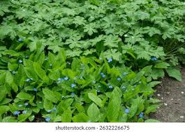 Image result for Omphalodes verna