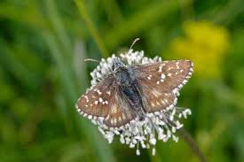 Attēlu rezultāti vaicājumam “Pyrgus serratulae”