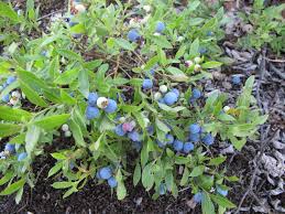 Attēlu rezultāti vaicājumam “Vaccinium angustifolium”