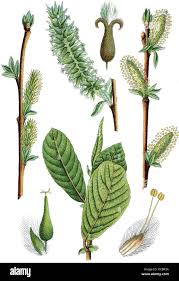 Attēlu rezultāti vaicājumam “Salix aurita”