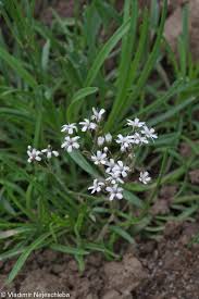 Attēlu rezultāti vaicājumam “Gypsophila fastigiata bud”