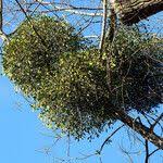 Attēlu rezultāti vaicājumam “Viscum album leaf”