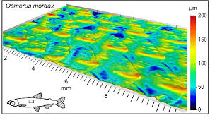 Image result for Osmerus mordax