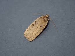 Attēlu rezultāti vaicājumam “Agonopterix ocellana”