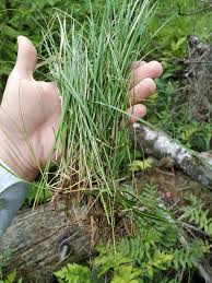 Attēlu rezultāti vaicājumam “Carex loliacea”