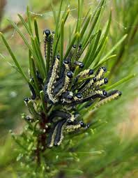 Attēlu rezultāti vaicājumam “Diprion pini female”