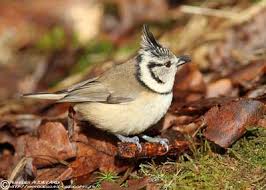 Attēlu rezultāti vaicājumam “Lophophanes cristatus adult”
