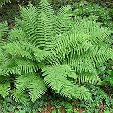 Attēlu rezultāti vaicājumam “Dryopteris expansa”