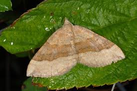 Attēlu rezultāti vaicājumam “Scotopteryx chenopodiata”