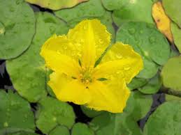 Image result for Seekanne