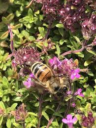 Image result for Thymus serpyllum