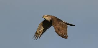 Attēlu rezultāti vaicājumam “Accipiter nisus female”