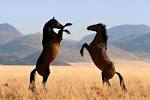 EXPERIENCE AFRICA: WILD HORSES of the NAMIB DESERT