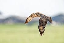 Attēlu rezultāti vaicājumam “Buteo buteo adult”
