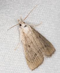 Attēlu rezultāti vaicājumam “Calamotropha paludella”