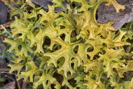 Attēlu rezultāti vaicājumam “Cetraria islandica”