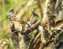 Attēlu rezultāti vaicājumam “Alydus calcaratus imago”