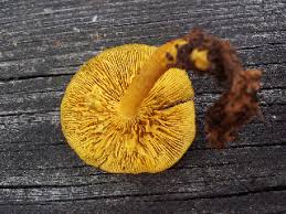 Attēlu rezultāti vaicājumam “Tricholomopsis decora”